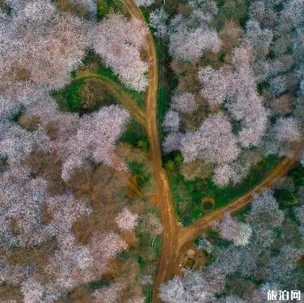 2022平坝樱花开了吗 平坝樱花什么时候开放 2022平坝樱花开了吗 平坝樱花什么时候开放