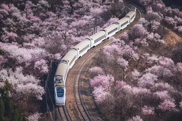 北京赏樱花的地方哪里最好2022 北京樱花公园在哪里
