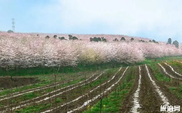 2022平坝樱花开了吗 平坝樱花什么时候开放