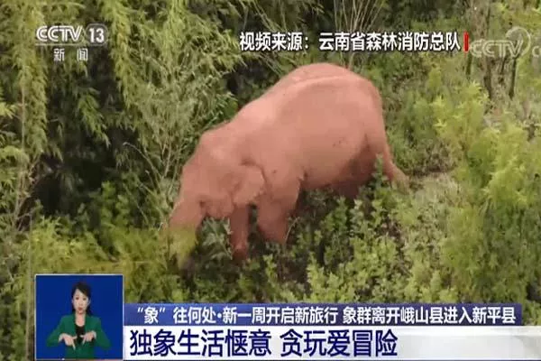 云南大象迁徙消息 大象会不会吃到毒蘑菇