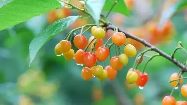 武汉五月采摘季指南 夏季采摘景点推荐