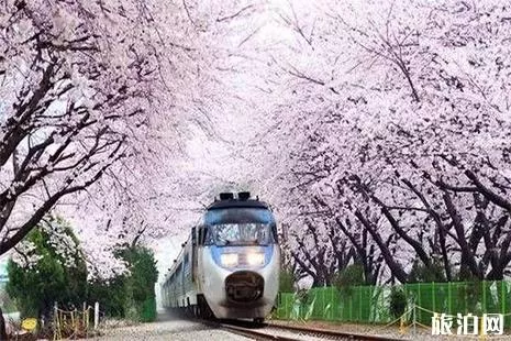 2022北京地铁S2樱花专线赏樱最佳时间