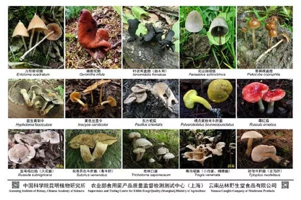 2021最新版云南常见毒菌大全 2021最新版云南常见毒菌大全