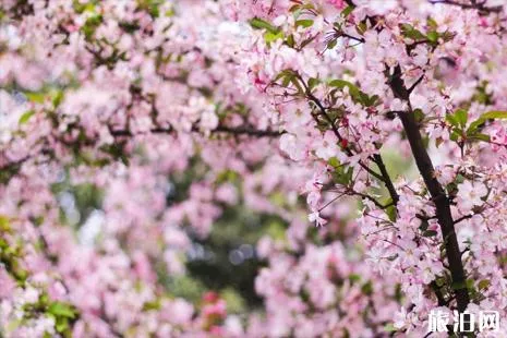 贵阳平坝樱花什么时候开 2022贵阳踏青赏花地点和交通推荐