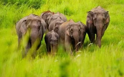 云南大象迁徙消息 大象会不会吃到毒蘑菇