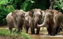 云南大象到哪里了最新消息 云南大象迁徙的原因
