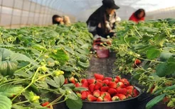 2022北京草莓采摘园哪里好 北京采摘草莓好去处