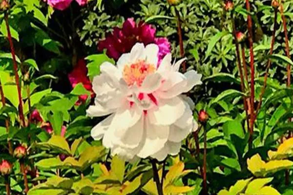 2021上海植物园牡丹园赏花攻略-观赏时间及门票