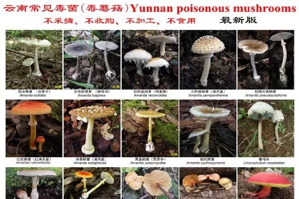 2021最新版云南常见毒菌大全 2021最新版云南常见毒菌大全