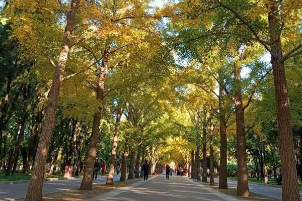 北京市区内看红叶最佳地点