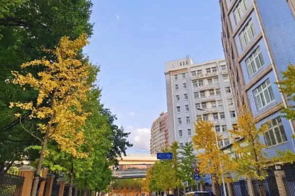 上海虹口看银杏的最佳地点