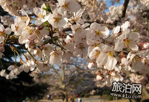 2022昆明圆通山樱花什么时候开 2022昆明圆通山樱花什么时候开