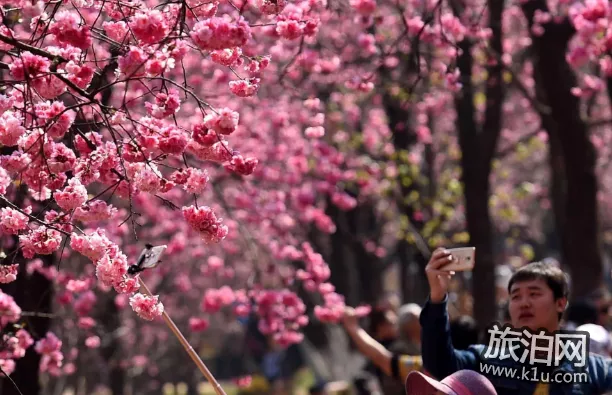 2022昆明圆通山樱花什么时候开 2022昆明圆通山樱花什么时候开