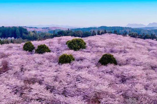 贵州平坝樱花什么时候最佳赏花期2022