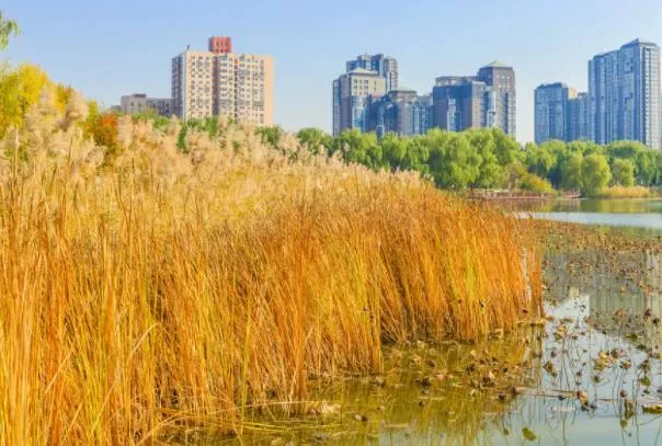 北京哪里有芦苇荡能拍照的地方