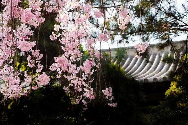 青龙寺樱花什么时候开 2022西安青龙寺樱花票价及开放时间介绍