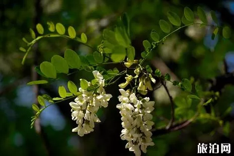 2019黄河三角洲槐花节活动攻略