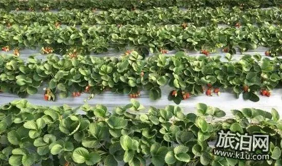 上海奉贤草莓采摘哪家最好 电话联系方式和地址信息