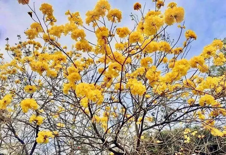 深圳荔枝公园在哪个地铁站 荔枝公园地铁站几号线 深圳荔枝公园在哪个地铁站 荔枝公园地铁站几号线
