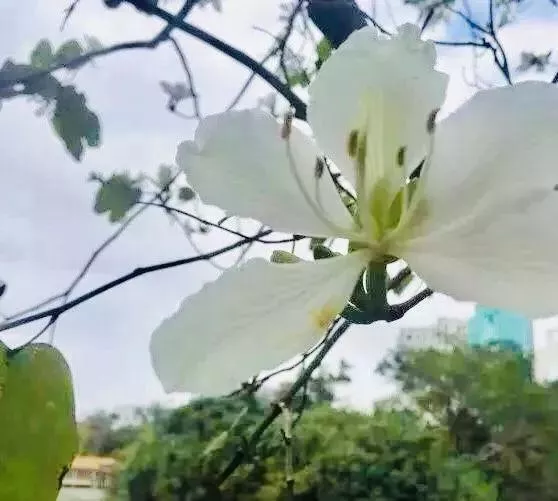 深圳荔枝公园在哪个地铁站 荔枝公园地铁站几号线 深圳荔枝公园在哪个地铁站 荔枝公园地铁站几号线