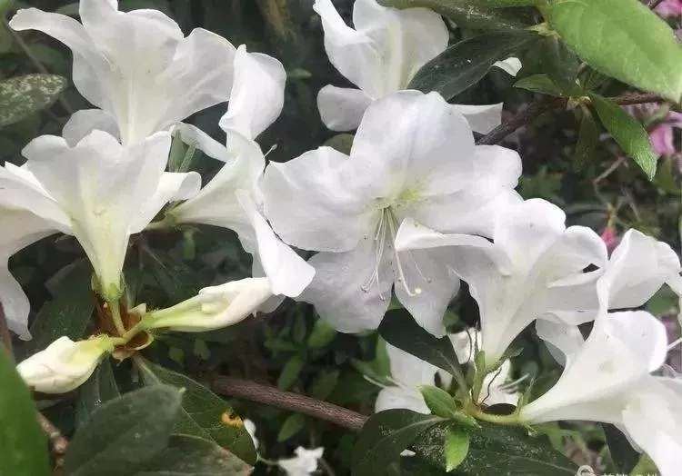 深圳荔枝公园在哪个地铁站 荔枝公园地铁站几号线 深圳荔枝公园在哪个地铁站 荔枝公园地铁站几号线