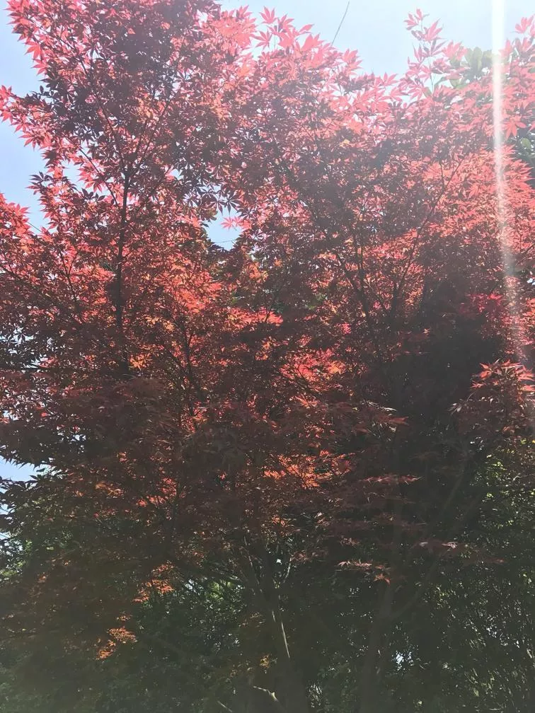 苏州上海自助游 苏州上海自助游