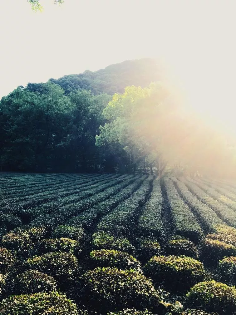 上海和杭州哪个好玩