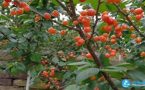 2018北碚西山坪苓茏苑樱桃采摘节游玩攻略(门票+时间) 2018北碚西山坪苓茏苑樱桃采摘节游玩攻略(门票+时间)