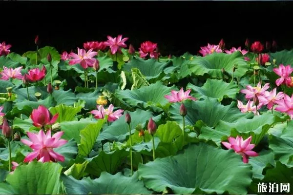 中山荷花节2020时间地址 中山父亲节活动汇总 中山荷花节2020时间地址 中山父亲节活动汇总