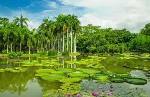 西双版纳热带植物园门票多少钱+优惠政策2018 西双版纳热带植物园门票多少钱+优惠政策2018