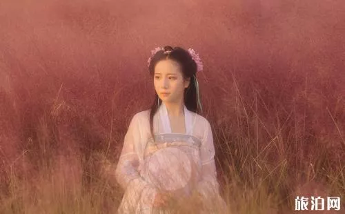 杭州粉黛乱子草在哪里 杭州哪里的粉黛乱子草被破坏 杭州粉黛乱子草在哪里 杭州哪里的粉黛乱子草被破坏