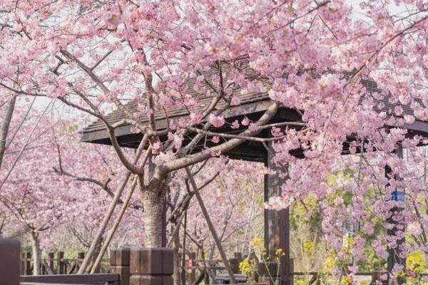 2022上海看樱花的最佳时间地方 上海哪里有樱花