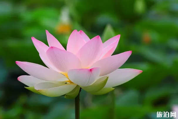 中山荷花节2020时间地址 中山父亲节活动汇总 中山荷花节2020时间地址 中山父亲节活动汇总