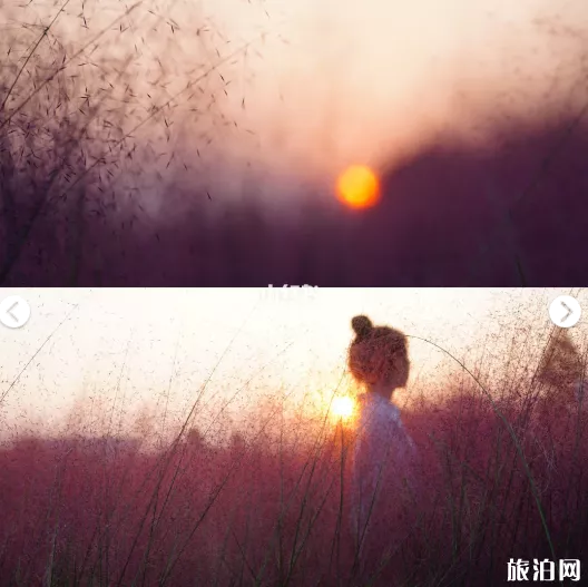 杭州粉黛乱子草在哪里 杭州哪里的粉黛乱子草被破坏 杭州粉黛乱子草在哪里 杭州哪里的粉黛乱子草被破坏