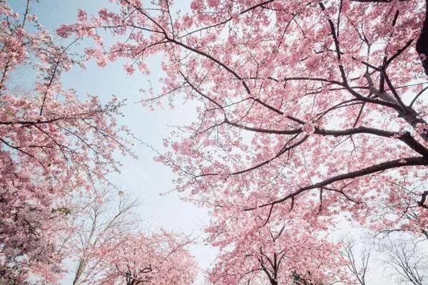 2022上海看樱花的最佳时间地方 上海哪里有樱花