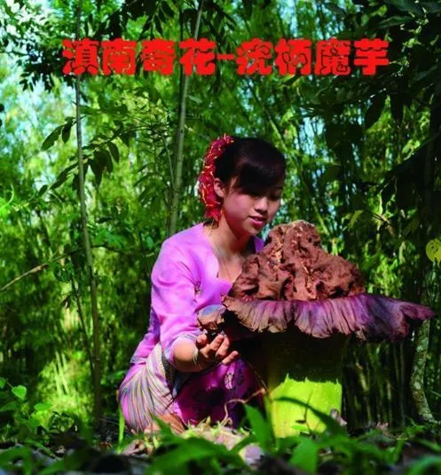 西双版纳热带植物园门票多少钱+优惠政策2018 西双版纳热带植物园门票多少钱+优惠政策2018