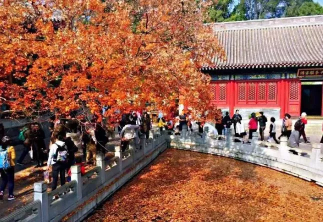 北京香山红叶什么时候看最合适 北京香山红叶什么时候看最合适