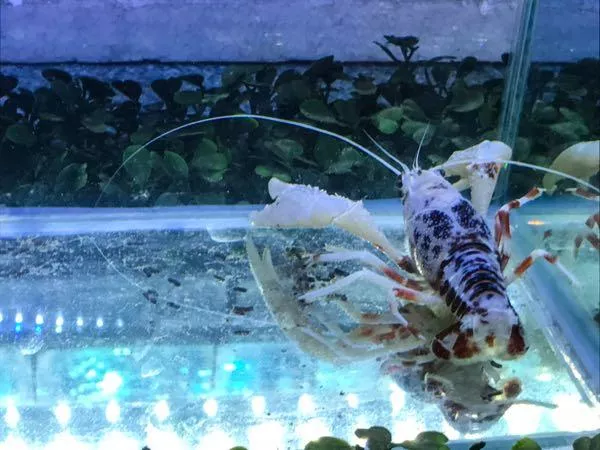 泰国芭提雅有机场吗 泰国芭提雅有免税店吗 泰国芭提雅有机场吗 泰国芭提雅有免税店吗