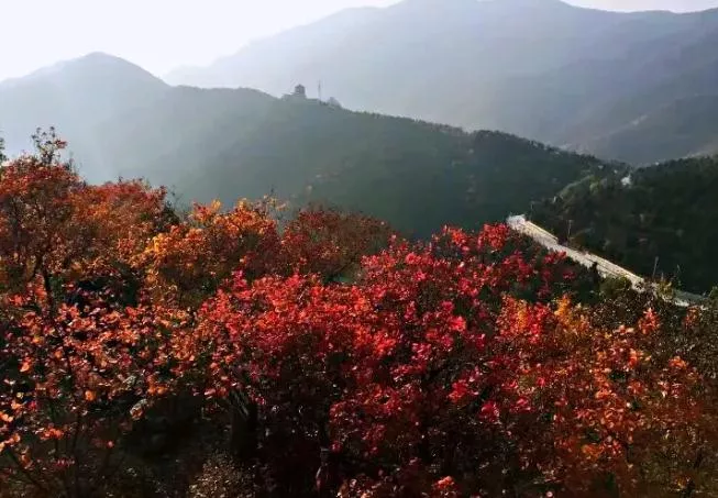 北京香山红叶什么时候看最合适