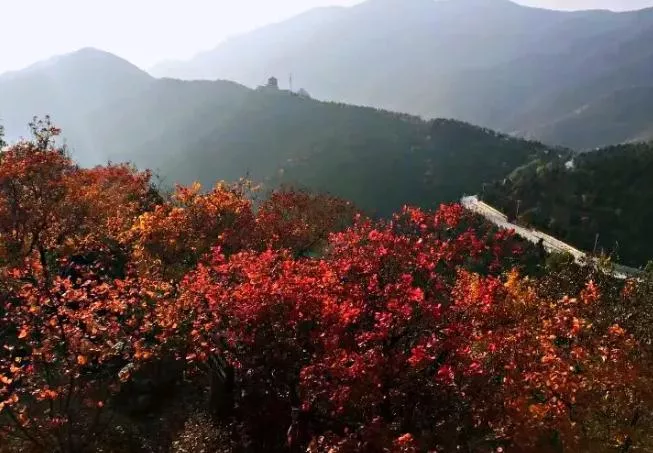 北京香山红叶什么时候看最合适 北京香山红叶什么时候看最合适