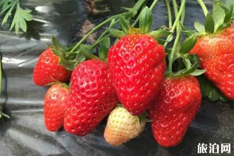 洛阳孟津草莓采摘园在哪里