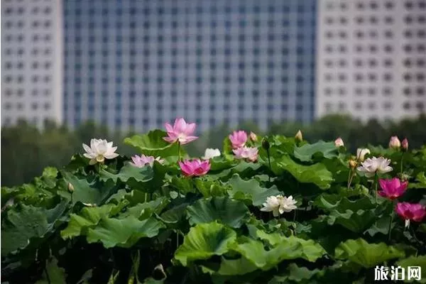 洛阳哪里看荷花+攻略