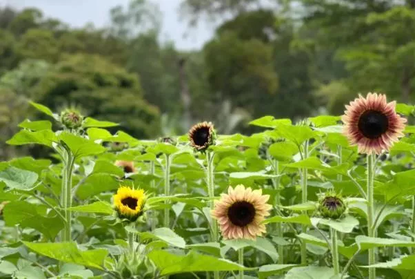 厦门园林植物园向日葵在哪里