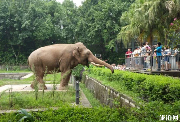 2020重庆动物园开了吗-门票优惠价格 重庆欢乐谷开业时间