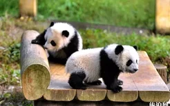 2020重庆动物园开了吗-门票优惠价格 重庆欢乐谷开业时间