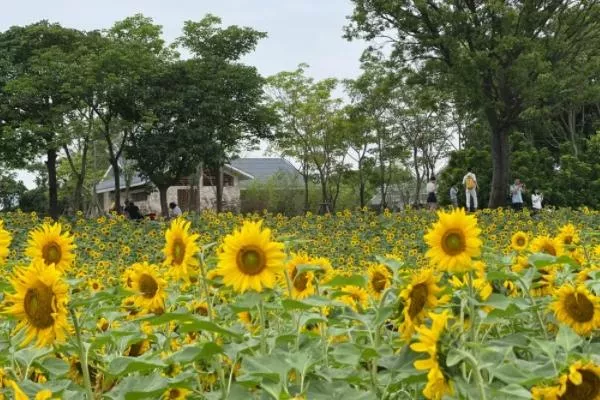 厦门园林植物园向日葵在哪里