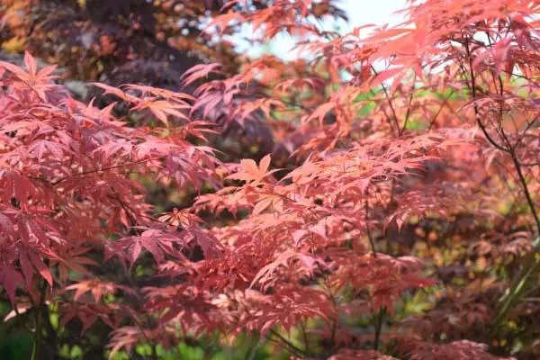 洛阳牡丹最佳观赏时间 洛阳赏花攻略 洛阳牡丹最佳观赏时间 洛阳赏花攻略