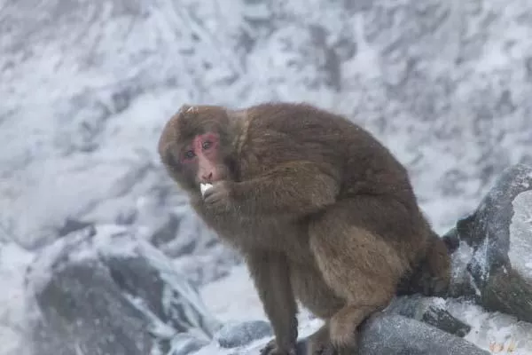 峨眉山旅游攻略 峨眉山有哪些值得去的景点 峨眉山旅游攻略 峨眉山有哪些值得去的景点
