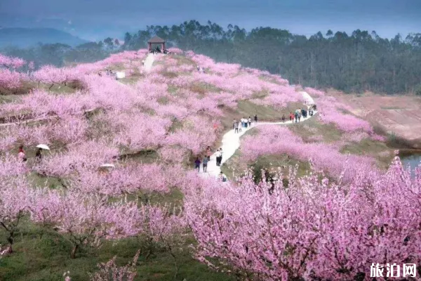 重庆桃花去哪观赏2020-门票及交通