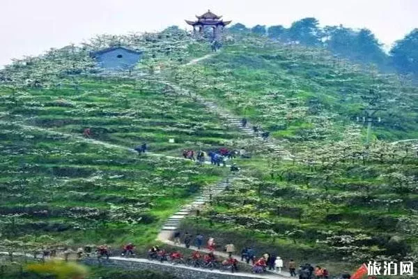 重庆五和梨园赏花时间 怎么去